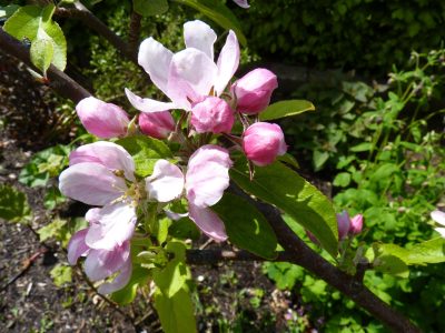 æbleblomster